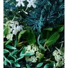 Cypress & Sea Fennel Body Wash 300 ml