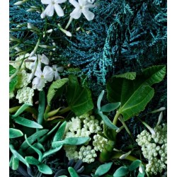 Cypress & Sea Fennel Body Wash 300 ml
