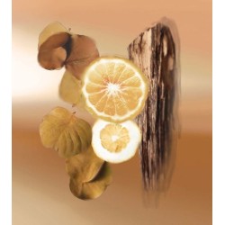 Endless Summer EDP 100 ml
