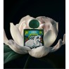 Eden Extrait 100ml