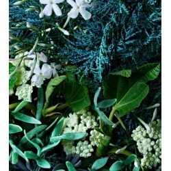 Cypress & Sea Fennel Body Wash 300 ml