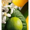 Orange & Bergamot EDP 100 ml
